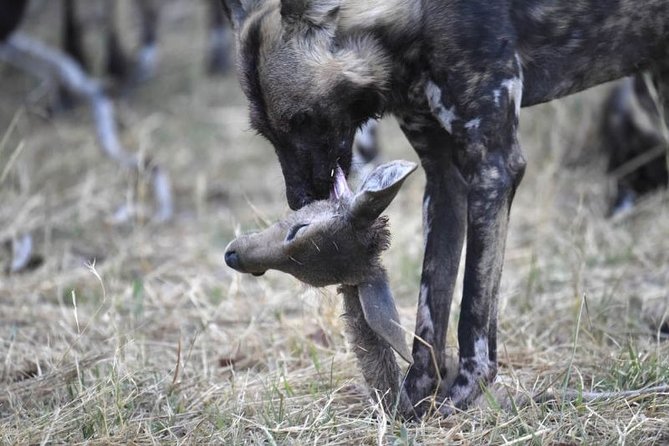 10 Day Zimbabwe and Chobe NP Tour - Day 7: Use your free day carefully in Victoria Falls
