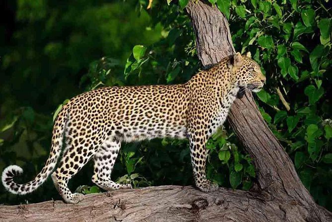 10 Day Zimbabwe and Chobe NP Tour - Day 1: Arriving in Harare and getting settled