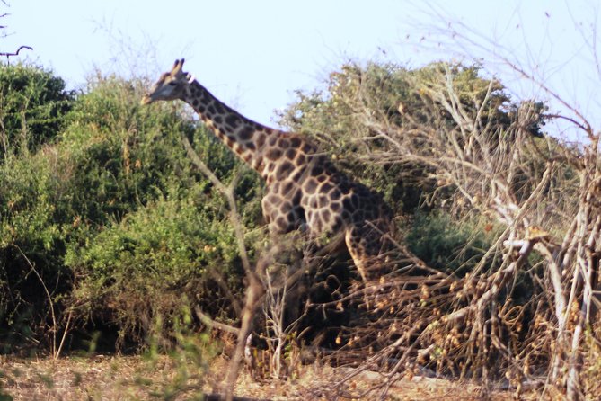 2-Day Camping Safari in Chobe National Park from Victoria Falls - Sleeping in a Tented Camp