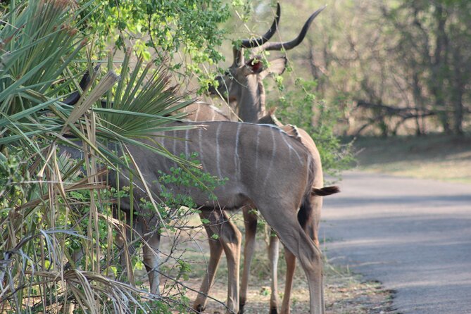 2-Day Camping Safari in Chobe National Park from Victoria Falls - The Three-Hour Chobe River Cruise