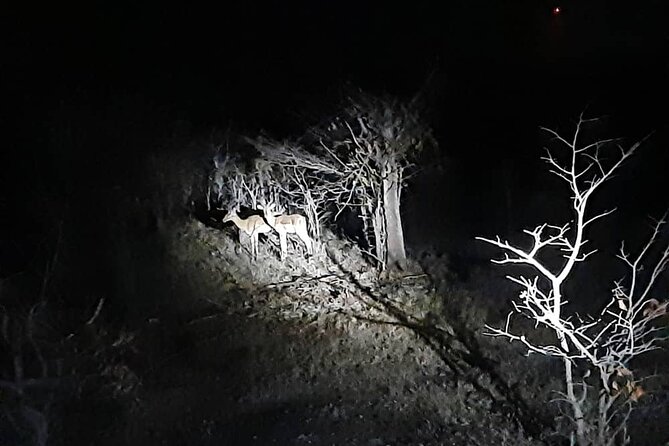 2 Hour Stargazing Tour in Victoria Falls NP Area in 4x4 - Wildlife sightings can change the whole mood