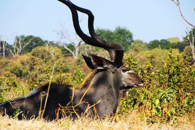 3 Day Chobe National Park Camping Safari - Key points to know before you book