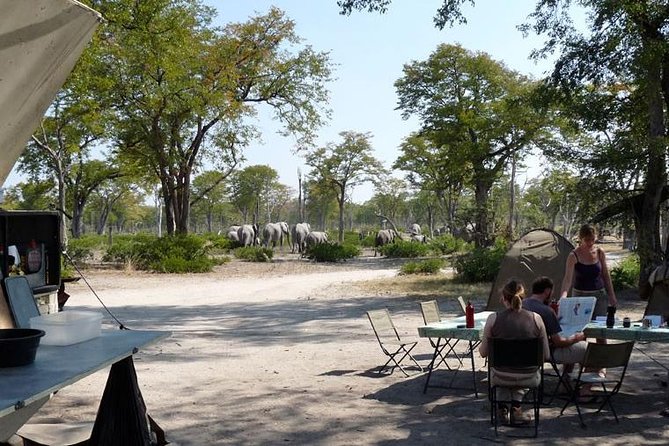 3 Day Chobe National Park Camping Safari - Why Chobe works so well from Victoria Falls