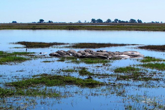 3 Day Chobe National Park Camping Safari - Day one: your first Chobe game drives