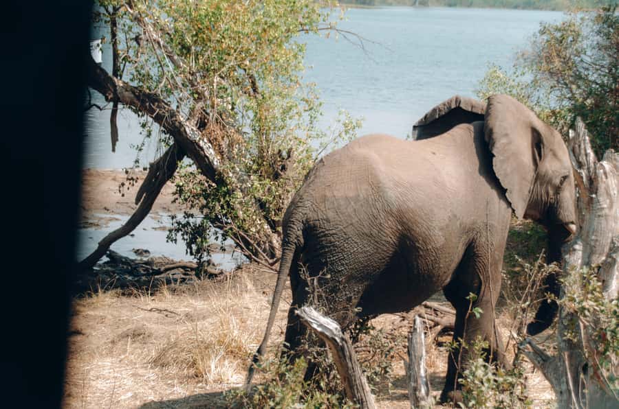 3 Days Explore Zambia, Zimbabwe and Chobe Park in Botswana - Key points before you book