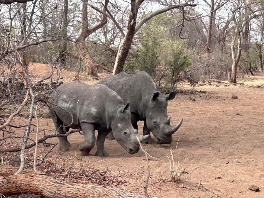 3 Days Explore Zambia, Zimbabwe and Chobe Park in Botswana - Day one: rhinos, Livingstone Museum, and the Zambian falls