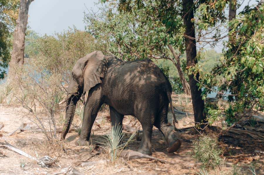 3 Days Explore Zambia, Zimbabwe and Chobe Park in Botswana - Why seeing the falls from both countries is worth it