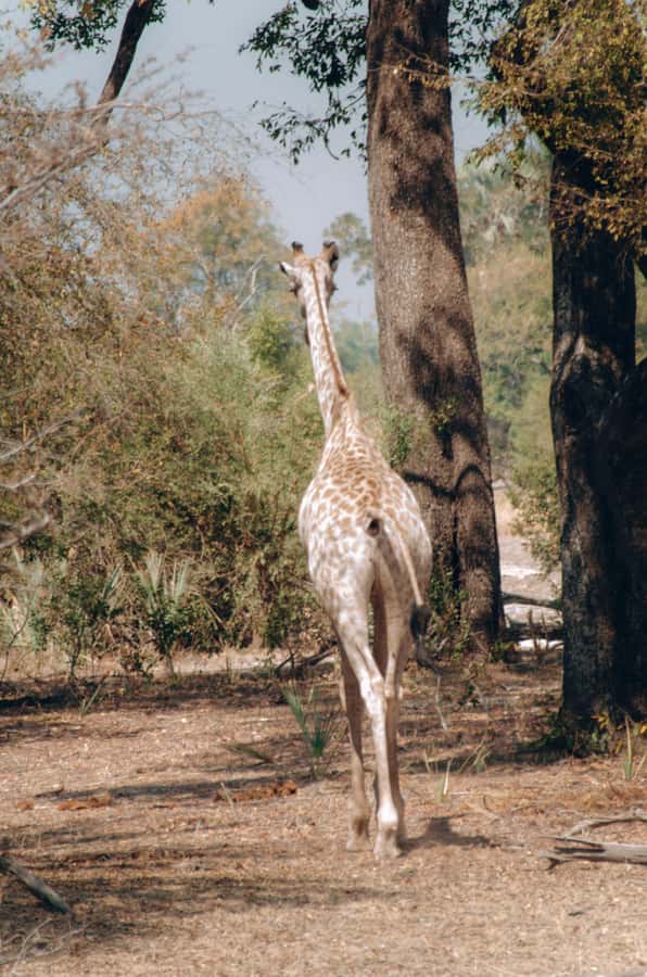 3 Days Explore Zambia, Zimbabwe and Chobe Park in Botswana - What the $500 price really covers