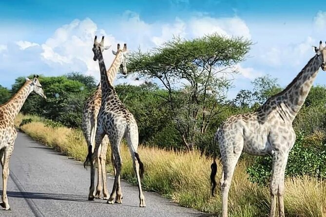 3 Days Tour at Chobe Park and Victoria Falls with Airport Pickup - Who Will Get the Most From This Tour?