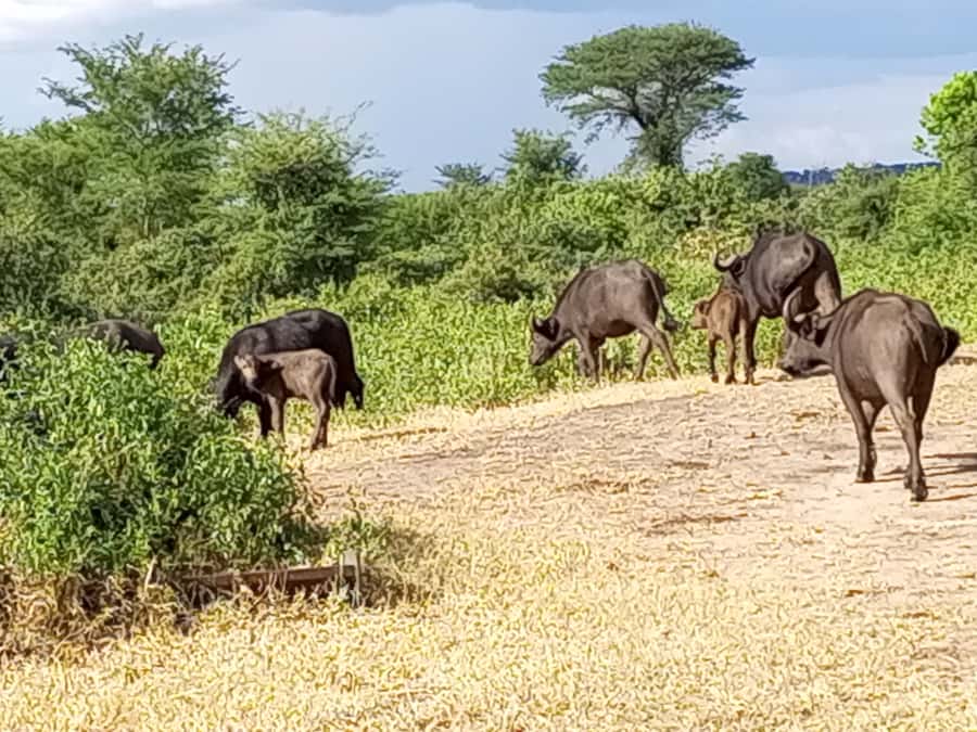 3 Days Victoria Falls and Full day Chobe National Park - Day two: the Kazungula border crossing
