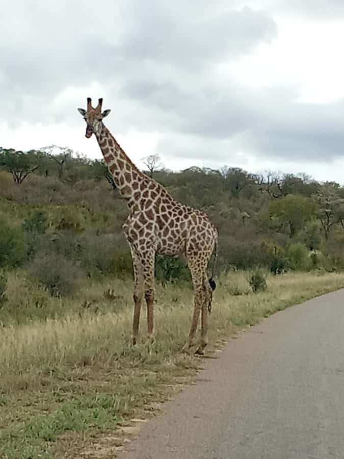 3 Days Victoria Falls and Full day Chobe National Park - Who should book this experience?