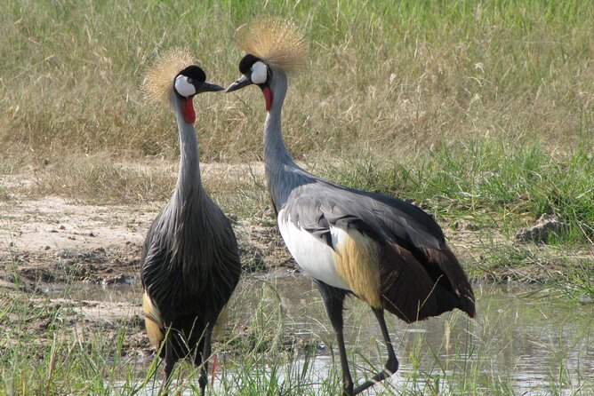 4-Day Discover Victoria Falls, Chobe and Hwange Park - Day 2: Chobe combines a game drive and river cruise
