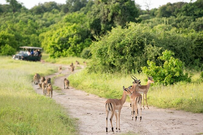 4-Day Victoria Falls and Hwange National Park Tour - Day 3: a gentle Zambezi sunset cruise