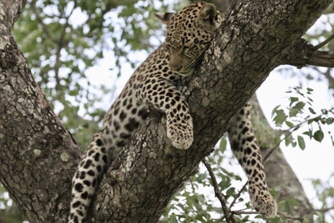 4 Days Victoria Falls Safari Tour & Chobe National Park game drive - Day four: a simple airport transfer