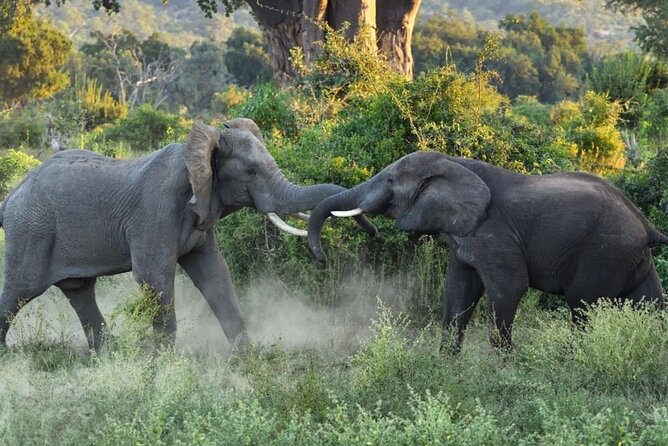 4 Days Victoria Falls Safari Tour & Chobe National Park game drive - Food, lodging, and comfort