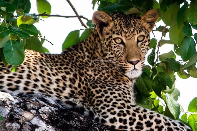 4 Days Victoria Falls Safari Tour & Chobe National Park game drive - Timing, group size, and practical planning