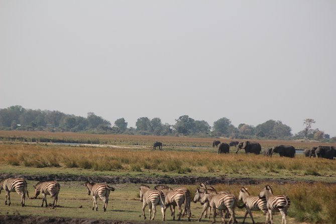 5-DAY Victoria Falls and Chobe National Park - Day 1: A gentle start on the Zambezi