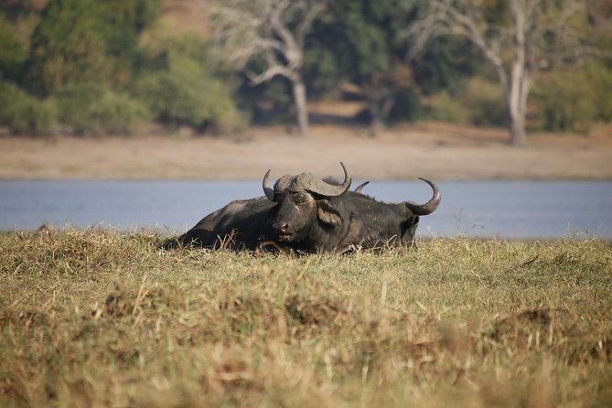 5 Day Victoria Falls and Chobe National Park Luxury Accommodated Tour - Day five: the Chobe Crocodile Farm stop
