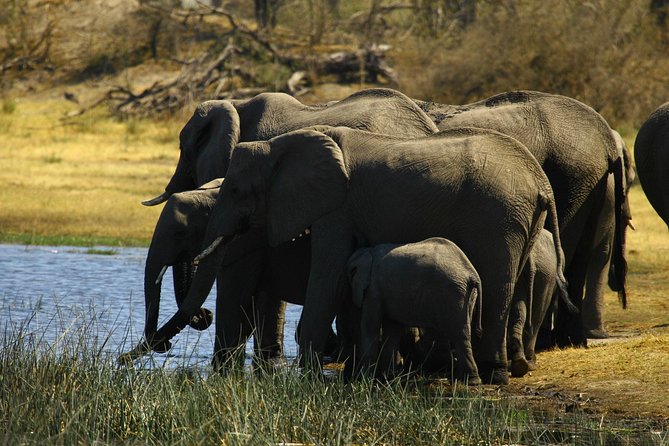 5 Day Victoria Falls and Hwange National Park Accommodated Safari Tour - Days 3 and 4: Full days in Hwange National Park