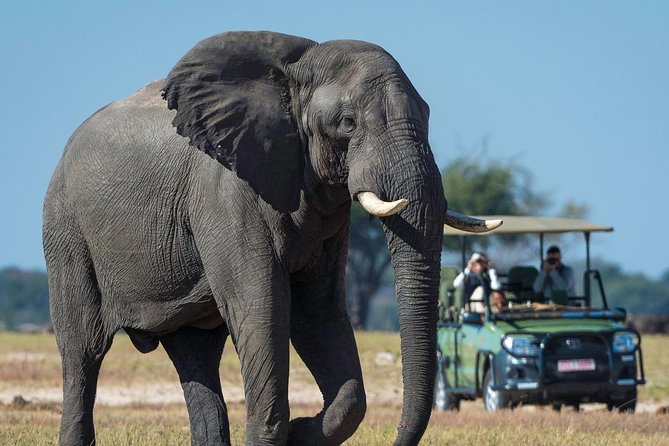 5 Day Victoria Falls and Hwange National Park Accommodated Safari Tour - Day 5: A final three hours among Hwange’s wildlife