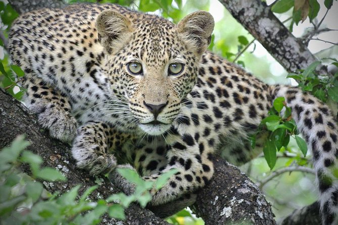 5 Day Victoria Falls and Hwange National Park Accommodated Safari Tour - What the $1,800 price may be worth