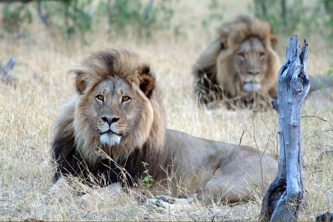 5 Day Victoria Falls and Hwange National Park Accommodated Tour Safari - Key points to know before booking