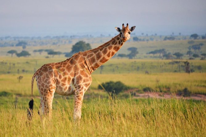 6-day Hwange, Chobe & Victoria Falls Combo - Why This Six-Day Combination Works