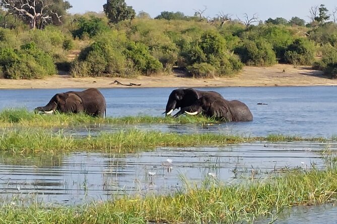 6 Days Victoria Falls Chobe Wildlife and Okavango Delta Tour - Day 2: Two Chobe game drives, from dawn to dusk