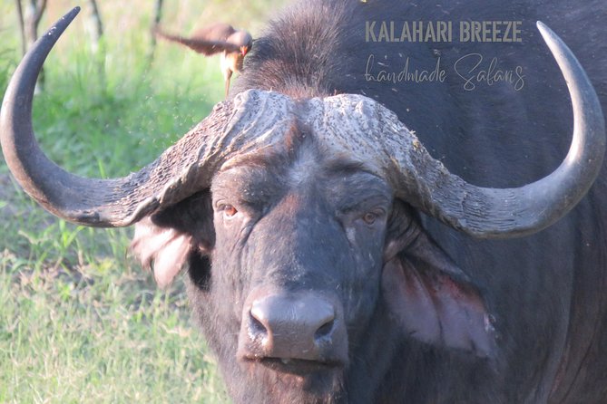 7 Day Highlights Of Botswana Overland Tour – ACCOMODATED (midrange) - Day 7: A simple airport transfer from Maun