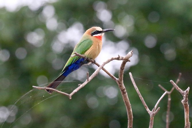 Birdwatching Cruise in Zambezi River with Breakfast - Who will enjoy this most