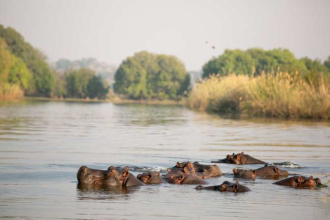 Birdwatching Cruise in Zambezi River with Breakfast - Boarding at 6:30 am near Victoria Falls