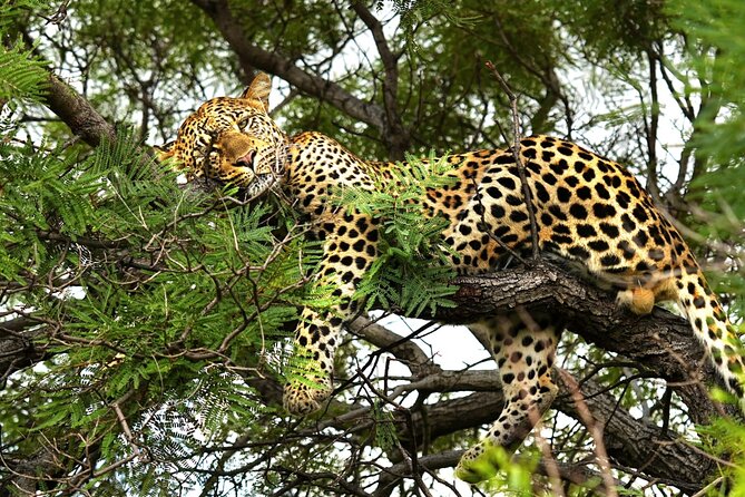 Chobe Botswana Day Trip River and Land Safari from Victoria Falls - Why Chobe Makes Sense From Victoria Falls