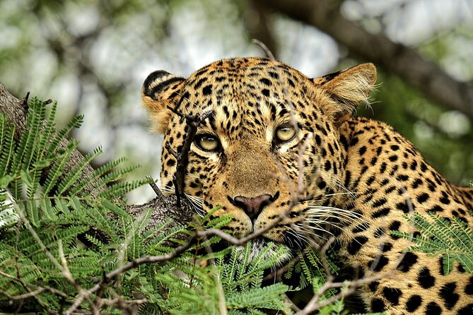 Chobe Botswana Day Trip River and Land Safari from Victoria Falls - Three Hours On The Chobe River