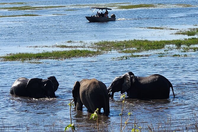 Chobe Botswana Day Trip River and Land Safari from Victoria Falls - The Return To Victoria Falls