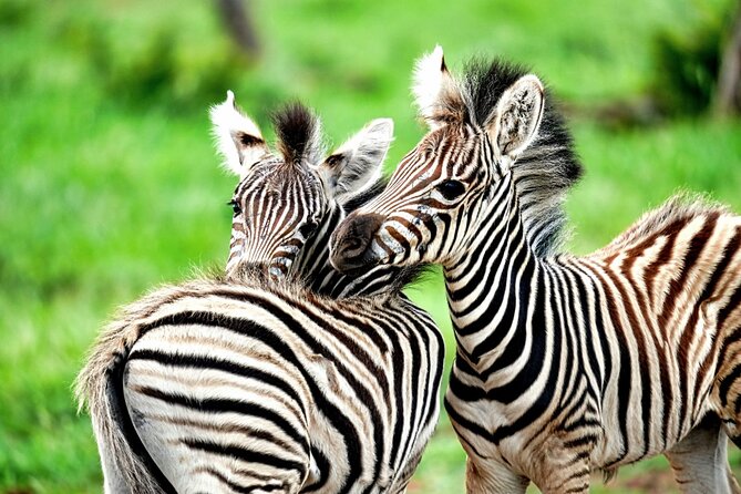 Chobe Botswana Day Trip River and Land Safari from Victoria Falls - What The Price Includes And What It Means