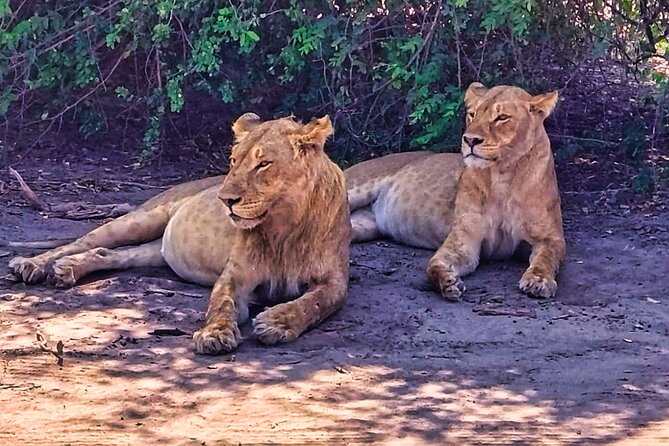 Chobe Botswana Day Trip River and Land Safari from Victoria Falls - Who Should Choose This Chobe Day Trip