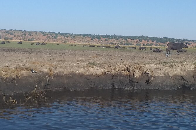 Chobe Botswana Full-Day Trip - Is $360 a fair price?