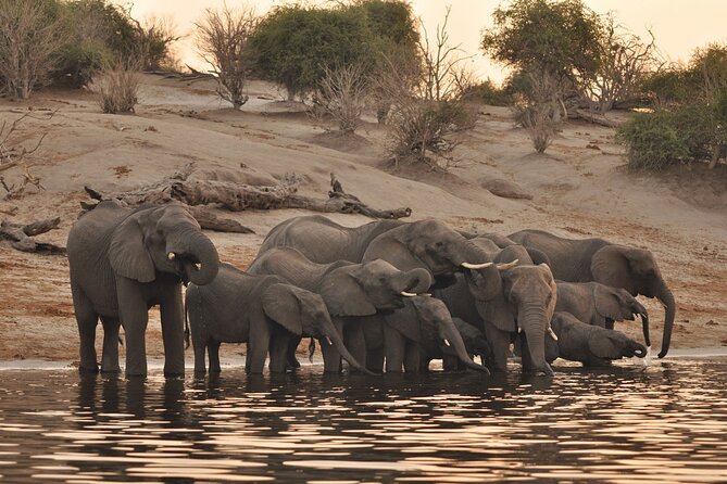 Chobe Day Trip - Key points at a glance