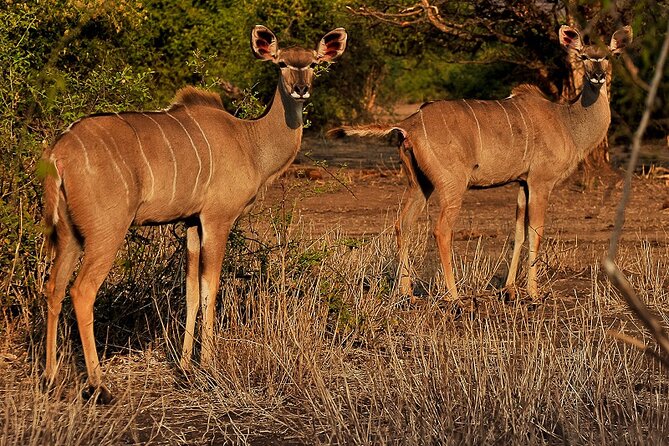 Chobe Day Trip - Why Chobe makes a strong day trip from Victoria Falls
