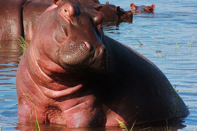 Chobe Day Trip - The afternoon 4x4 game drive
