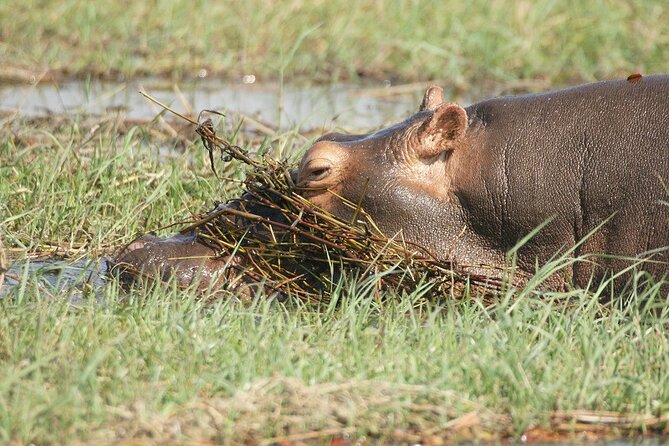 Chobe Day Trip - Who will get the most from this day