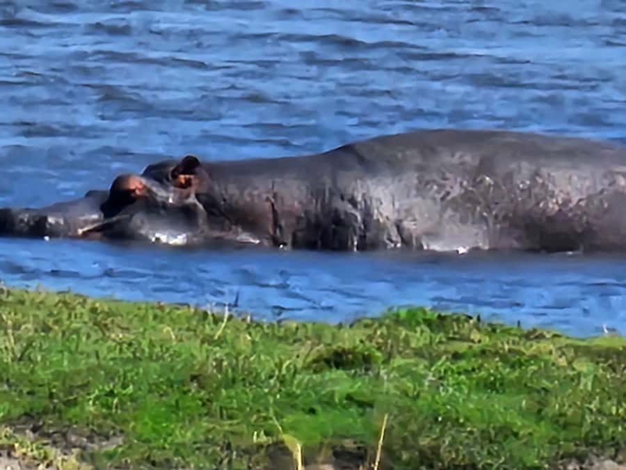 Chobe Day Trip - From Vic Falls - With Lunch (Buffet) - Key points at a glance
