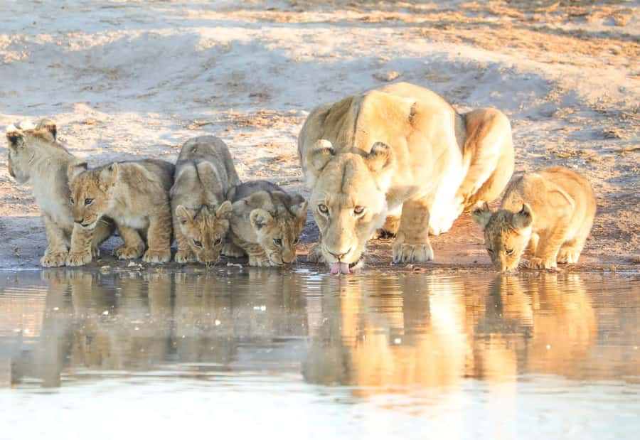 Chobe Day Trip - From Vic Falls - With Lunch (Buffet) - Why this Chobe day trip makes sense from Victoria Falls