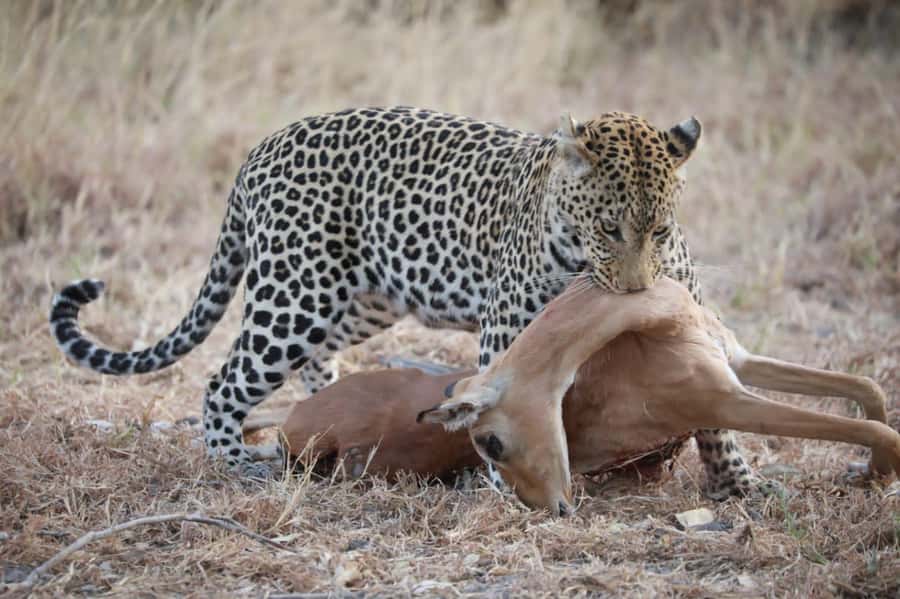 Chobe Day Trip - From Vic Falls - With Lunch (Buffet) - The morning game drive through Chobe National Park