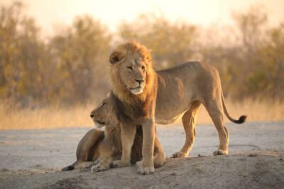 Chobe Day Trip – From Vic Falls – With Lunch (Buffet)