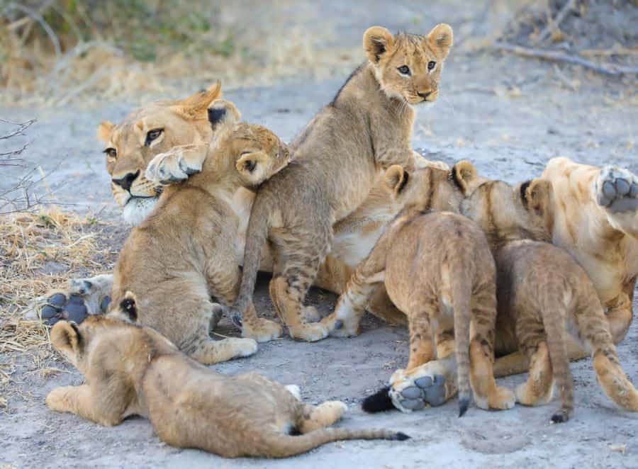 Chobe Day Trip - From Vic Falls - With Lunch (Buffet) - The Chobe River cruise and close animal encounters