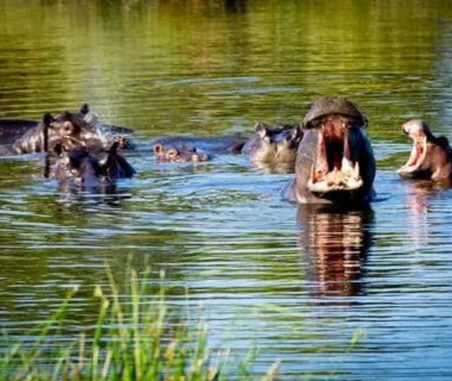 Chobe Day Trip - From Vic Falls - With Lunch (Buffet) - Who will enjoy this day most