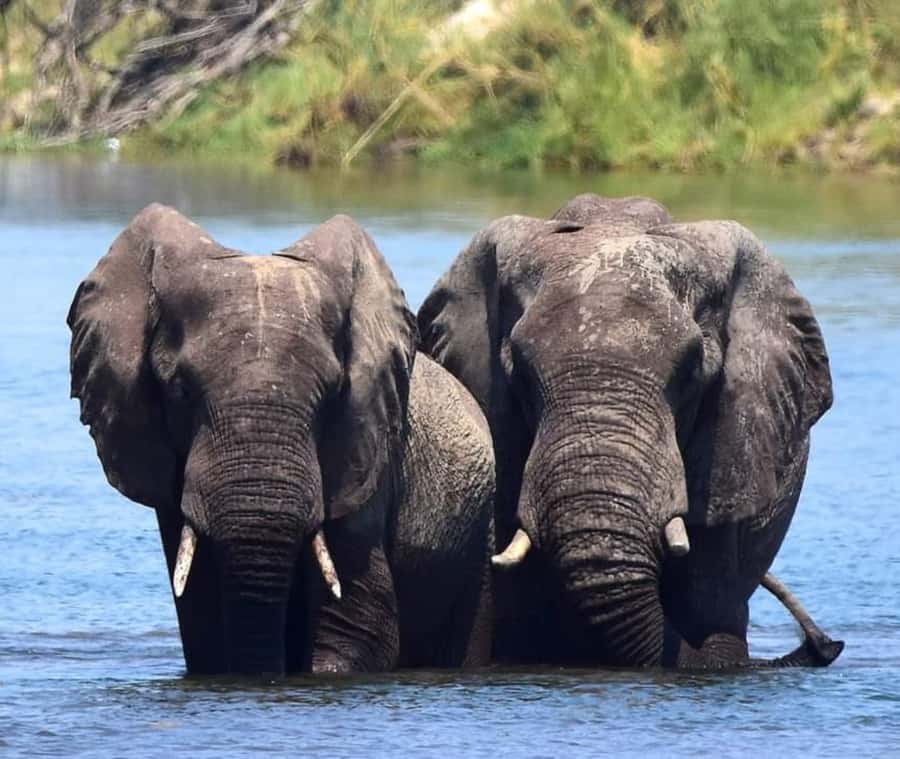 Chobe Day Trip - From Vic Falls - With Lunch (Buffet) - Should you book the Chobe day trip?