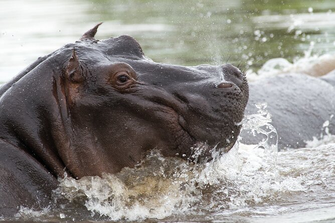 Chobe Day Trip from Victoria Falls - Key points to know before booking