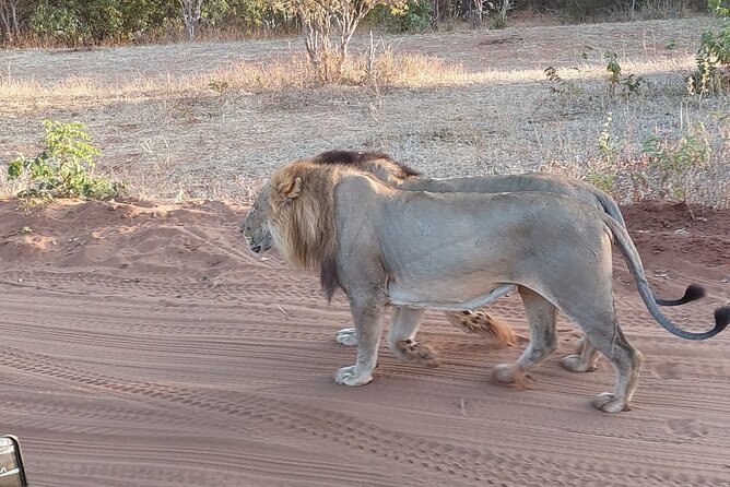 Chobe Day Trip from Victoria Falls - The 9:30 a.m. boat cruise on the Chobe River
